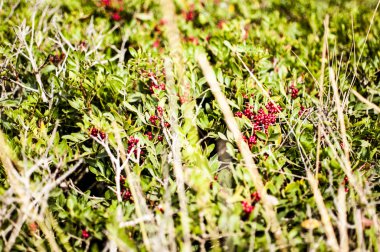 ağaçlar ve çiçekler