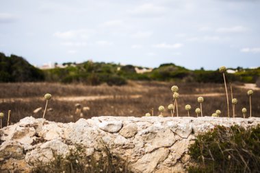 ağaçlar ve çiçekler