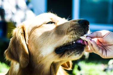 güzel köpek bahçede yemek