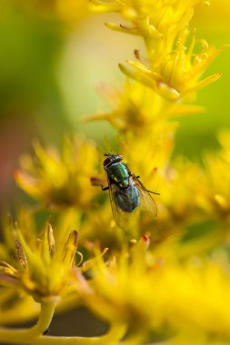 sarı çiçek arıya