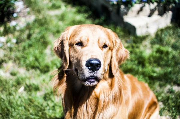 Mooie hond in de tuin — Stockfoto