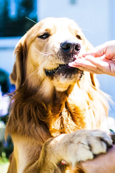 Beautiful dog eating in the garden — Stock Photo, Image