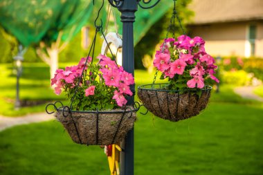 Güzel bahçe çiçekleri