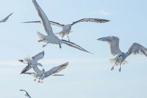 Bandada de gaviotas en el cielo — Foto de Stock