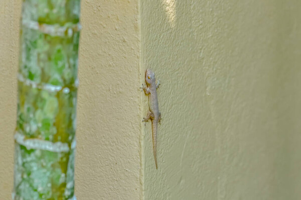 Small house gecko climbing on beige wall near green bamboo stem, close-up wildlife macro photo