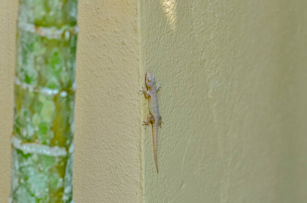 Small house gecko climbing on beige wall near green bamboo stem, close-up wildlife macro photo