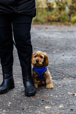 Şehirde huzurlu bir sonbahar yürüyüşü sırasında mavi koşumlu sevimli Cocker Spaniel köpeği.