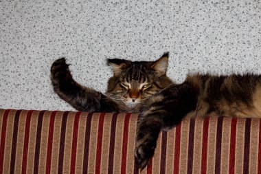 Kanepede uzanmış bir Maine Rakunu 'nun yakın çekimi. Uzun kürklü tüylü evcil hayvan, hayvan portresi, rahat bir ev..