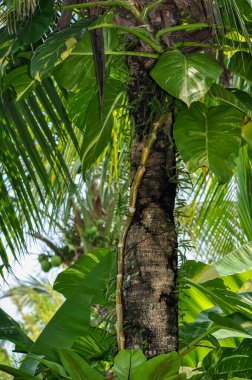 Tropikal Tatil Sahnesi: Uzun Palmiye Ağaçları ve Bereketli Yeşillik Phuket, Tayland 'daki Rocky Sahili ve Turkuaz Denizi