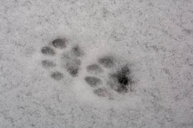 Kış sezonunda Taze Beyaz Granüler Kar 'da İki Hayvan Pençesi İzi ya da İzleri, Soğuk Dondurucu Hava' da Vahşi Yaşam Macro İzi