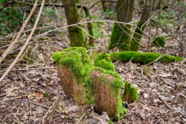 Yaşlı Ağaç Damlaları Parlak Yeşil Yosun ile kaplı Ormanda, Doğal Orman Manzarası Sonbahar Yaprakları ve Vahşi Doğa Dokularıyla