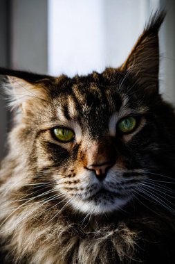 Yoğun Yeşil Gözlü ve Kulaklı Bir Rakun Kedi 'nin Yakın Çekim Portresi, Kameraya Bakan Yumuşak Tekir Kedi Yüzlü, Evcil Uzun Saçlı Hayvan Fotoğrafçısı