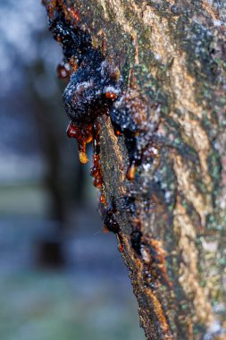 Kayısı ya da kiraz dalından damlayan Makro Ağaç Resini, Kışın Ağaç Kabuğunda Altın Kehribar Özsuyu, Doğal Sakız ve Bitki Hastalığı Konsepti