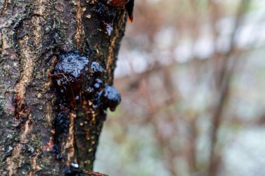 Kayısı ya da kiraz dalından damlayan Makro Ağaç Resini, Kışın Ağaç Kabuğunda Altın Kehribar Özsuyu, Doğal Sakız ve Bitki Hastalığı Konsepti