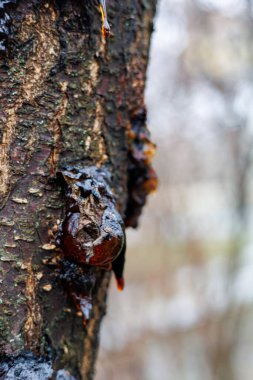 Kayısı ya da kiraz dalından damlayan Makro Ağaç Resini, Kışın Ağaç Kabuğunda Altın Kehribar Özsuyu, Doğal Sakız ve Bitki Hastalığı Konsepti