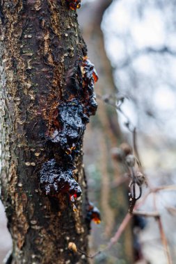 Kayısı ya da kiraz dalından damlayan Makro Ağaç Resini, Kışın Ağaç Kabuğunda Altın Kehribar Özsuyu, Doğal Sakız ve Bitki Hastalığı Konsepti