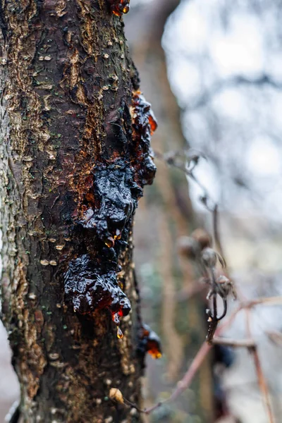 Kayısı ya da kiraz dalından damlayan Makro Ağaç Resini, Kışın Ağaç Kabuğunda Altın Kehribar Özsuyu, Doğal Sakız ve Bitki Hastalığı Konsepti