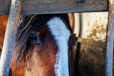 Kahverengi bir körfez atının yakın plan çekiminde beyaz bir alev işareti bir çiftlikteki ahşap ahırda kuru saman yiyor.