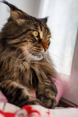 Güzel tüylü tekir kedisi Maine Rakun uzun bıyıklı ve sarı gözlü evde pembe bir yastığın üzerinde dinlenirken yukarı bakıyor.