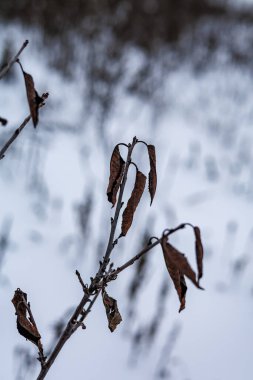 Karla kaplı bir kış bahçesinde ince bir dalda yalnız bir kuru yaprak: Ukrayna 'nın Harkiv bölgesinde sonbahar sonu ve esneklik kavramı.