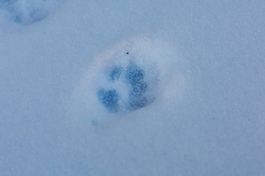 Güneşli bir kış gününde taze beyaz kar üzerinde tek bir yerli ya da vahşi hayvan pençesi izinin yakın çekimi: izleme ve hayvan varlığı kavramı.
