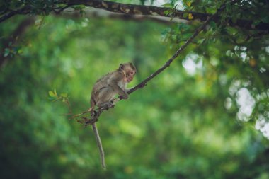 bir ağaç dalı üzerinde küçük maymun