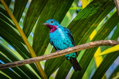 Renkli bir kuş büyük yeşil yapraklarla çevrili bir dala tünemiş. Manzara parlak, muhtemelen tropikal bir bölgede..
