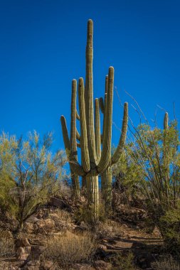 Kaktüs, açık mavi gökyüzü ile çölde dimdik duruyor. Çevreleyen bitki ve kayalar doğal ortama eklenir. Bu Arizona 'nın tipik kuru ve güneşli ortamını yakalar..