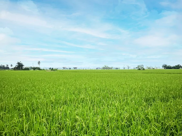 Rice Fields Blue Sky Landscape Image Food Content — Stock Photo, Image
