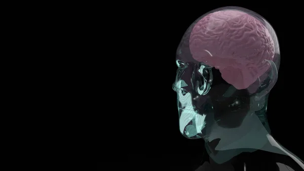 Cérebro Dentro Cabeça Cristal Para Educação Conteúdo Sci Renderização — Fotografia de Stock