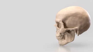 kafatası eğitim veya bilim konsepti 3D oluşturma