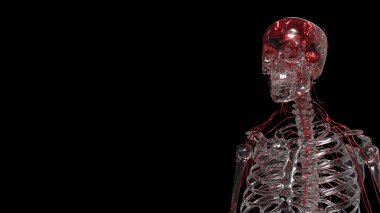 Kristal Skelton Bilim veya Eğitim Konsepti 3D Hazırlama.