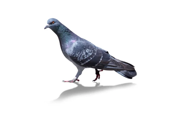 Pigeon — Photo