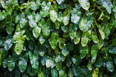 yaprak yeşil arka plan