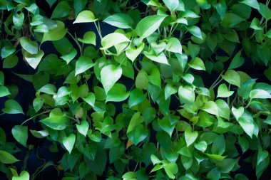 yaprak yeşil arka plan