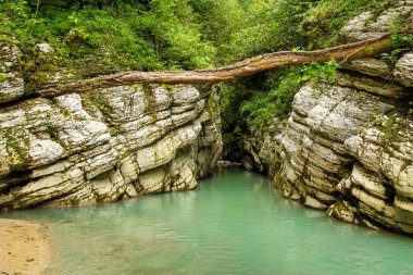 Kanyon Abhazya orman