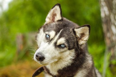 Alaskan malamute mavi gözlü