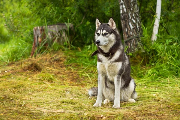 Alaskan malamute bir çimenlerin üzerinde