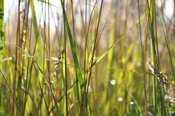 Throught the grass — Stock Photo, Image