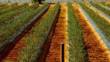 HUELVA, İspanya, 26 Ekim 2023 - Donana bölgesinde yoğun çilek tarımı, Huelva, Endülüs, İspanya, verimli, canlı bir tarım manzarası sergiliyor