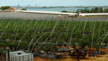 HUELVA, İspanya, 26 Ekim 2023 - Donana bölgesinde yoğun çilek tarımı, Huelva, Endülüs, İspanya, verimli, canlı bir tarım manzarası sergiliyor