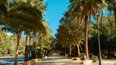 MALAGA, İspanya, 24 Kasım 2023 - Endülüs, İspanya 'daki Parque de Malaga' da yürüyüş, yemyeşil ve sakin manzaralı güzellikler arasında ferahlatıcı bir gezinti sunuyor.