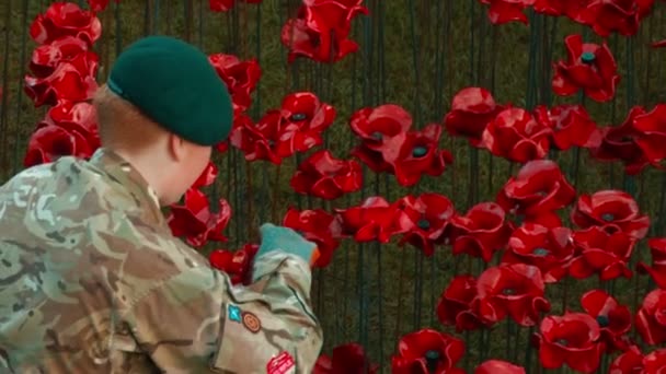 Recuerdo amapolas homenaje a los soldados caídos — Vídeos de Stock