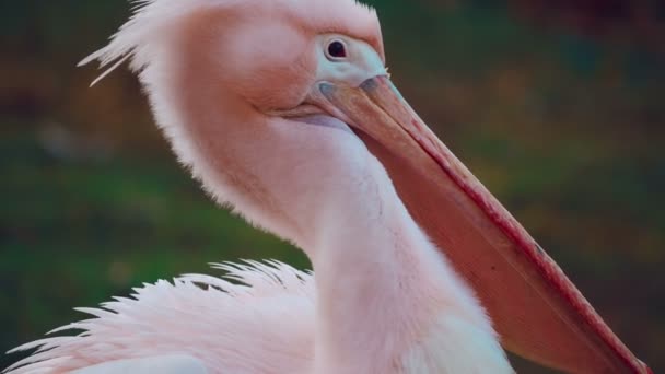 Närbild av en rosa-backed Pelikan (Pelecanus taggsvamp) — Stockvideo