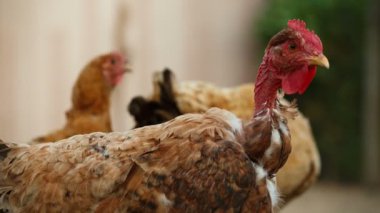 Çiftlikte Organik Tavuk Close-up Shot