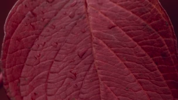 Macro shot de Feuille Rouge Automne Automne 