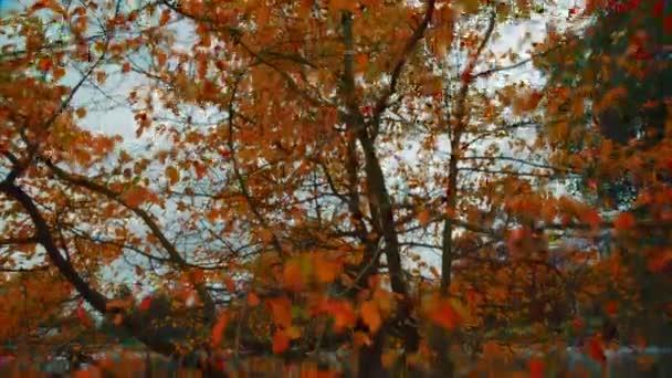 Árbol de otoño con hojas que caen — Vídeo de stock