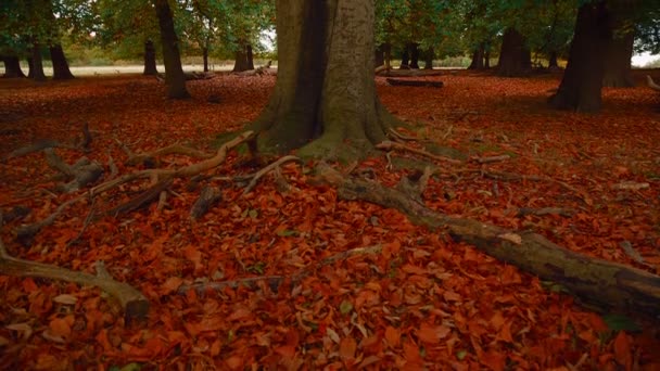 Colpo ad angolo largo di un parco autunnale — Video Stock