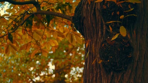 秋の公園のクローズ アップ ショット — ストック動画
