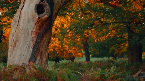 Écorce d'arbre mort dans le parc automnal — Video